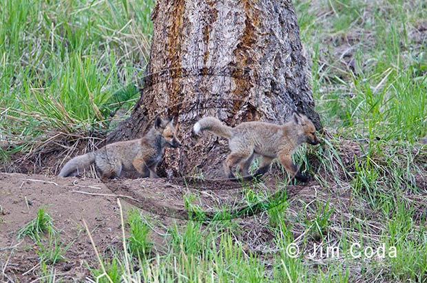 Photo of red fox kits playing at den site.