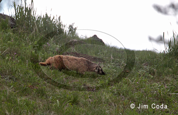 Photo of a badger moving from the main den to the second den where the fox kits are hidden.