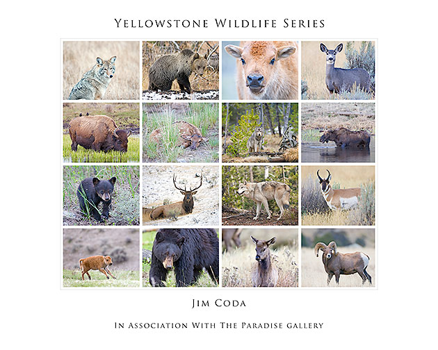 Posters of Yellowstone Wildlife | Jim Coda Nature Photography
