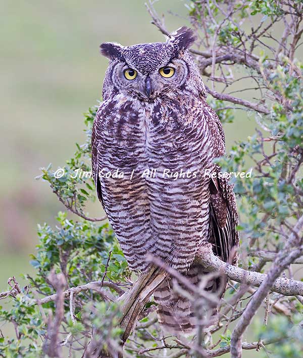 Great Horned Owl, Point Reyes National Seashore