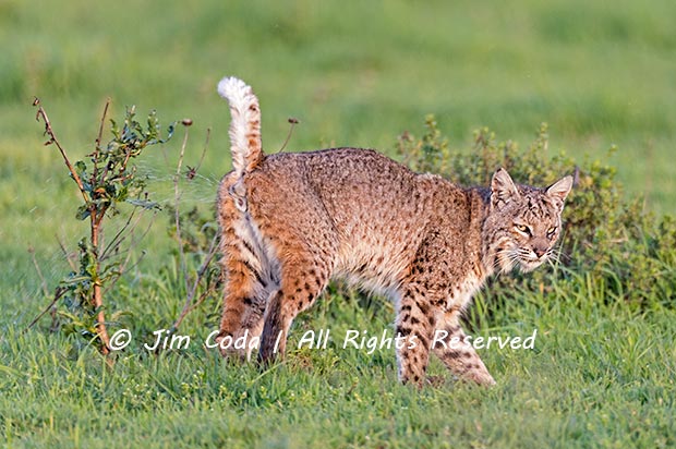 A male bobcat marks his territory by urinating on a shrub in Point Reyes National Seashore.
